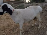 የጎትት አውራ በግ, Sheep — ፎቶ 1