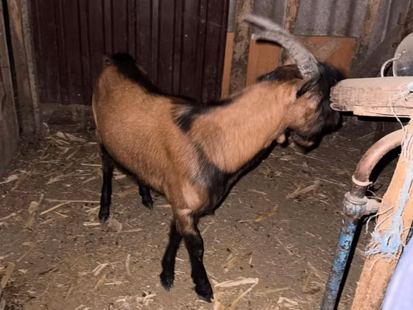 Taka, Italian Alpine goat