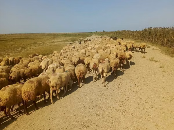 Sheep, Sheep — Azerbaijan