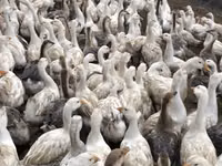 Geese — புகைப்படம் 3