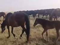 Mare, Kazakh horse — photo 1