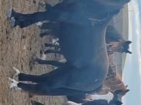 اسب نر, Kazakh horse — عکس 1