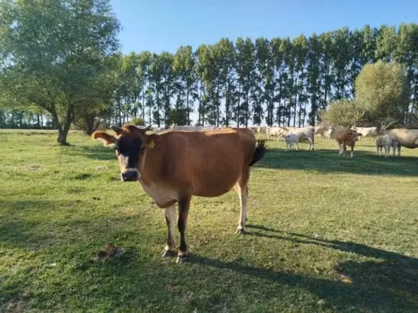 Cow, Jersey breed — Hungary