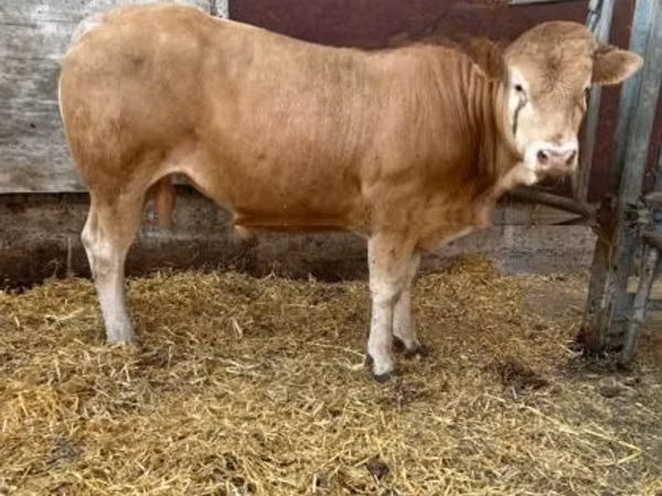 Bull, Blonde d’Aquitane cattle