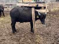 Lembu jantan, Buffalo — foto 3