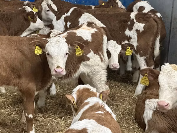 গবাদি পশু (দল, লিঙ্গ উল্লেখ নেই), Simmental cattle