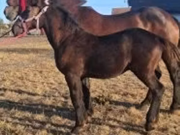 Horse (M), Percheron