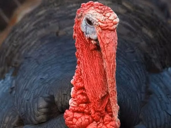 Turkeys — Kyrgyzstan