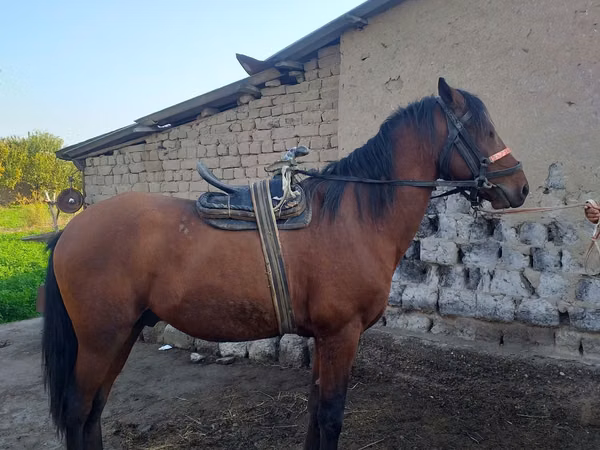 Horse (M), Horses — Uzbekistan