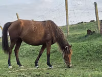 Φοράδα, Azerbaijan horse — φωτογραφία 1