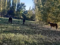 مادیان, اسب — عکس 7