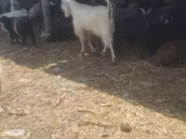 ወንድ ፍየል, Goats — ኪርጊስታን