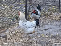 Chickens — photo 4