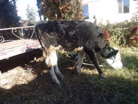 Vaca, Swiss cattle — foto 3