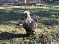 Silkie — foto 4