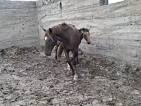 Kuda betina, Horses — foto 3