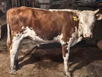 公牛, Kazakh White-headed cow — 照片 1