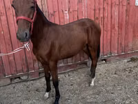 حصان, Akhal-Teke — الصورة 3