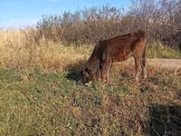 Cow, Alatau breed — photo 6