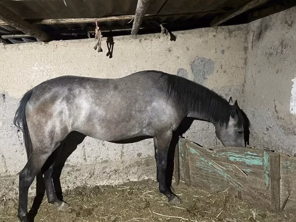 Mare, Thoroughbred horse — Kazakhstan