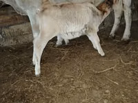 İnek, Sığır — foto 2