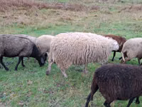 میش, Assaf sheep — عکس 2
