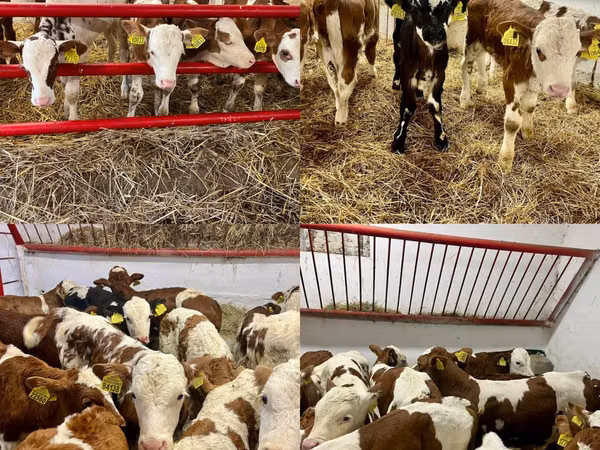 Cattle (batch, sex not specified), Simmental cattle — Poland