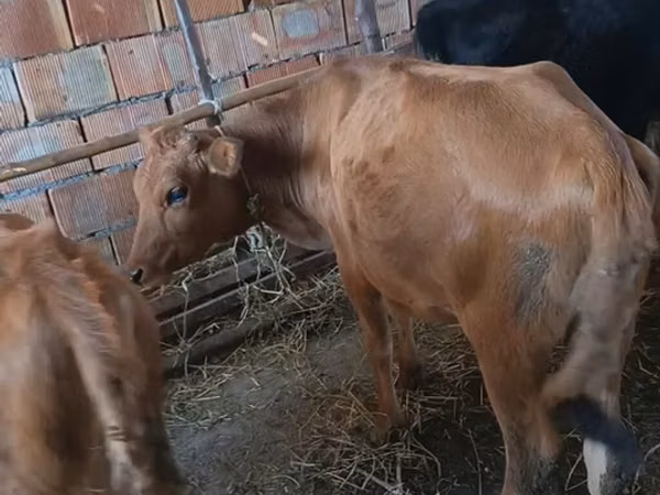 Goveda (partija, pol nije naveden), Говеда