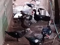 Domestic Muscovy — sawirka 1