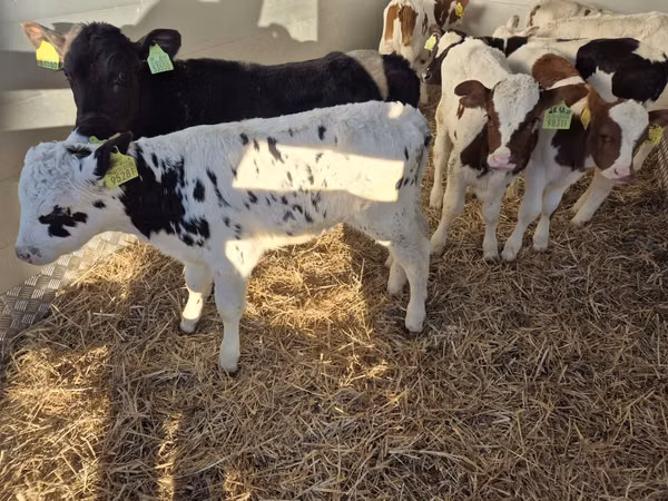 Bull, Limousin cow — Poland