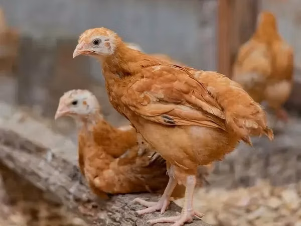Chickens — Ghana