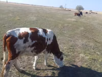 Vache, Simmental cattle — photo 1