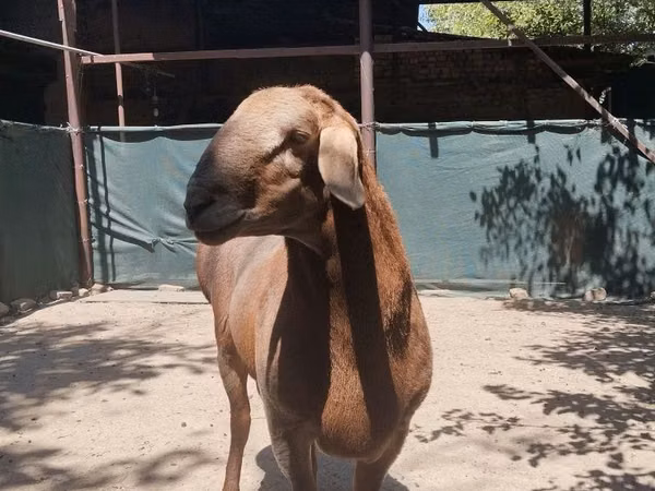 Sheep, Arashan sheep — Uzbekistan