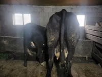 Cow, Cattle — photo 3