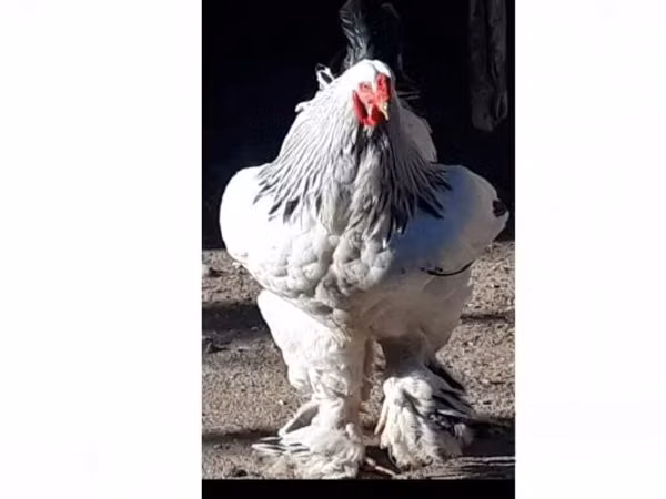 Brahma — Węgry