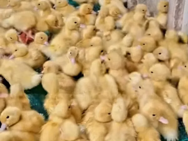Pekin german