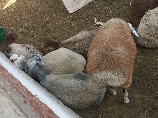 Sheep, Sheep — Kyrgyzstan
