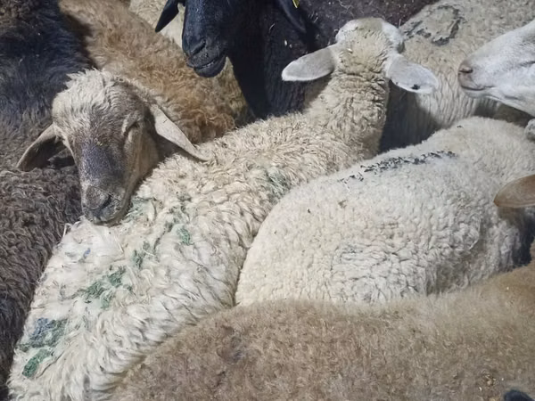 Ram, Sheep — Kazakhstan