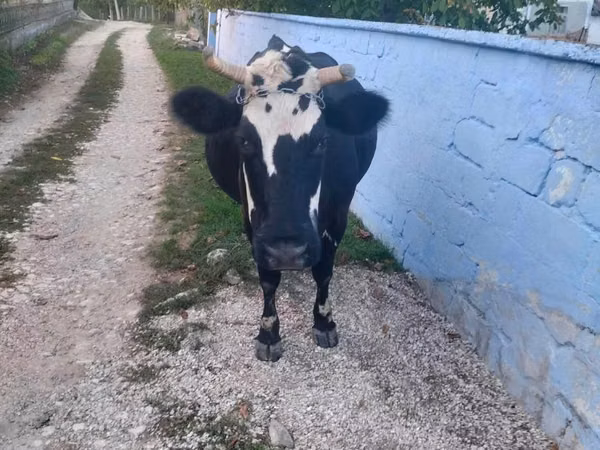 Cow, Russian Black pied cattle — Moldova