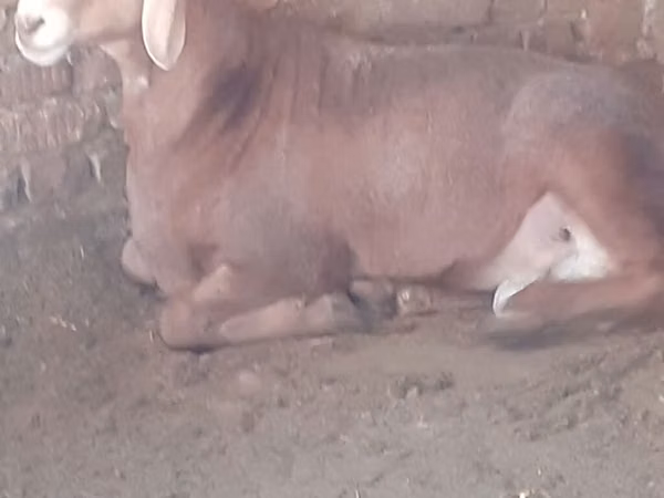 Ram, Arashan sheep — Kyrgyzstan