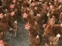 Chickens — عکس 1