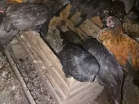 Japanese Bantam — photo 1