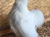 Silkie — foto 2