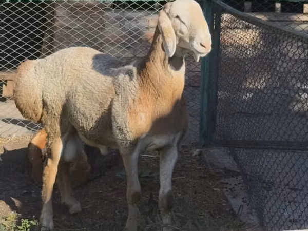Ram, Arashan sheep