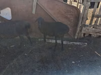 የጎትት አውራ በግ, Edilbay sheep — ፎቶ 2