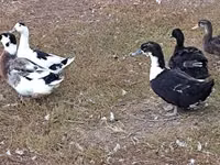 Ducks — عکس 2