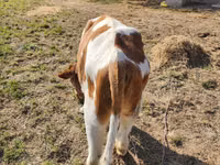 황소, Simmental cattle — 사진 1