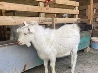 Goat, Saanen goat — photo 4