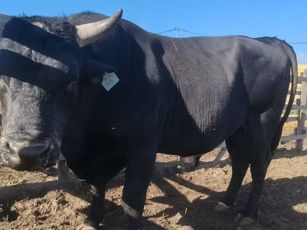 公牛, Aberdeen-Angus — 南非