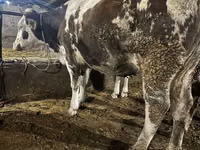 Koe, Holsteinras — foto 3